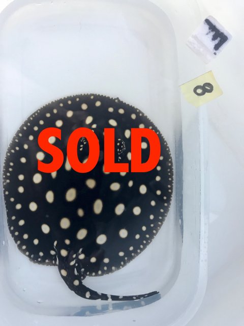 image1.jpeg image1.jpeg