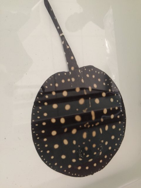 IMG_1075.JPG IMG_1075.JPG