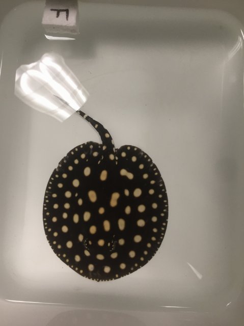 IMG_1098.JPG IMG_1098.JPG