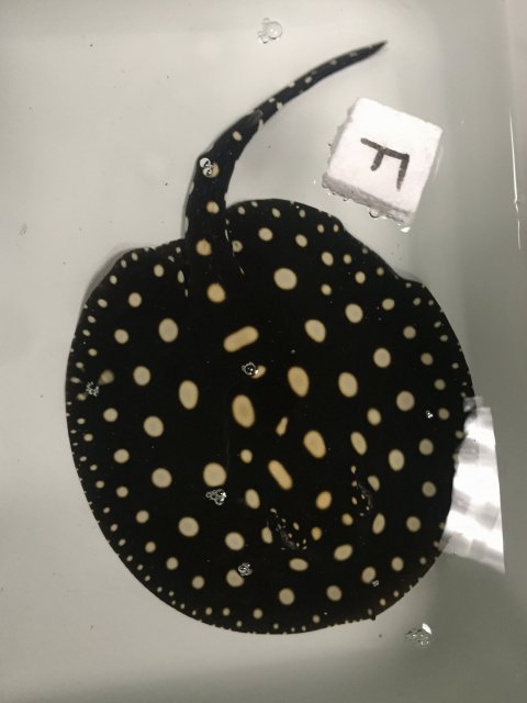 IMG_1104.JPG IMG_1104.JPG