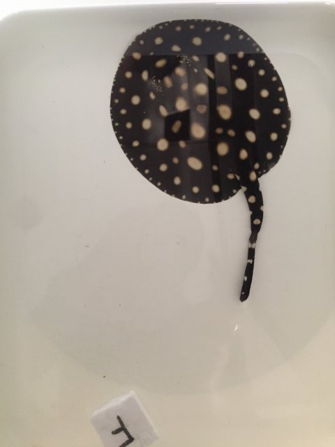 IMG_1112.JPG IMG_1112.JPG