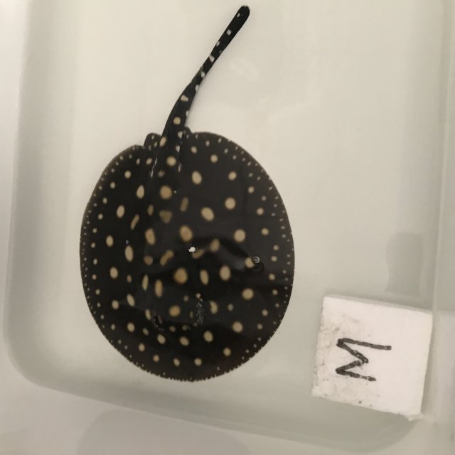 IMG_4078.JPG IMG_4078.JPG