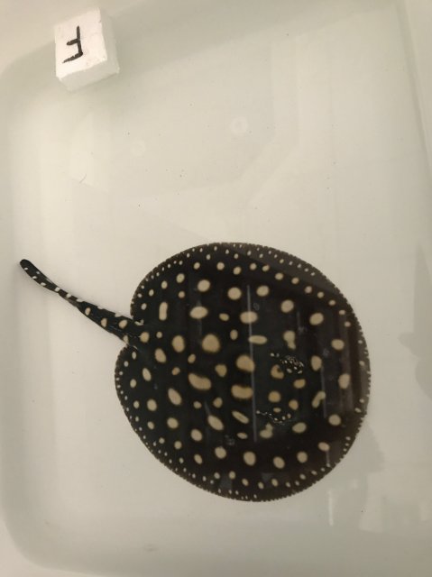 RLQU6437.JPG RLQU6437.JPG