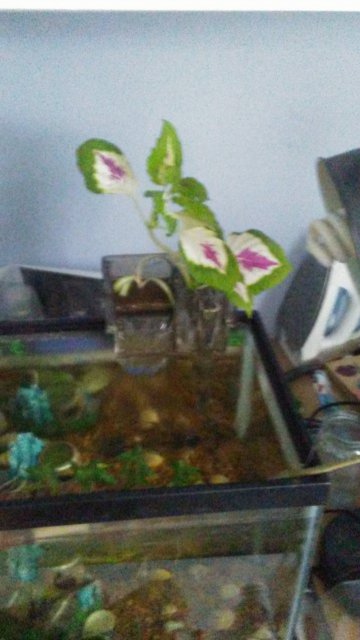 0808171500a.jpg