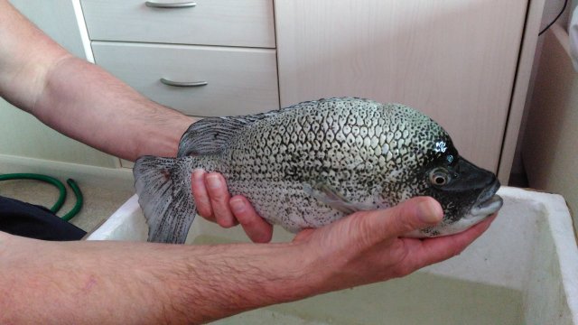 IMG_20160521_174501.jpg