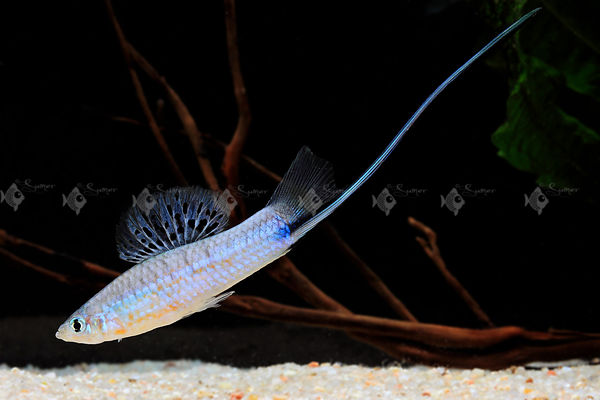 Xiphophorus_montezumae_Tomosopo_(10)_large.jpg