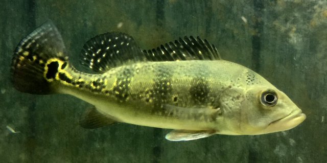 IMG_4125.JPG IMG_4125.JPG