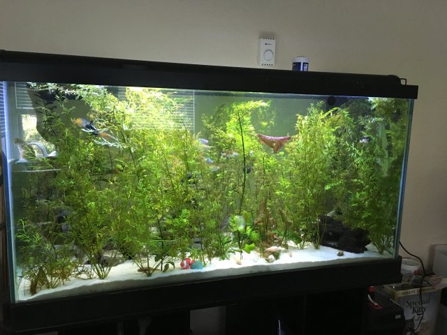 IMG_6818.JPG IMG_6818.JPG