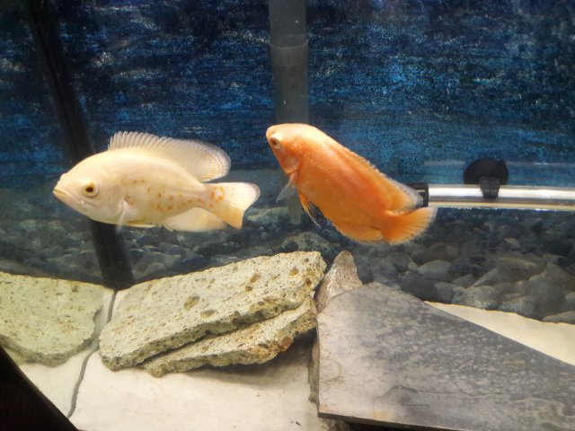 20170816_084537.jpg