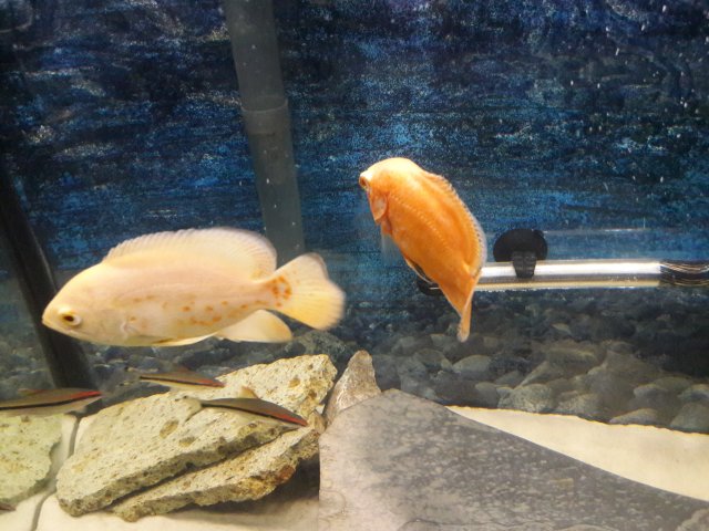 20170816_084518.jpg