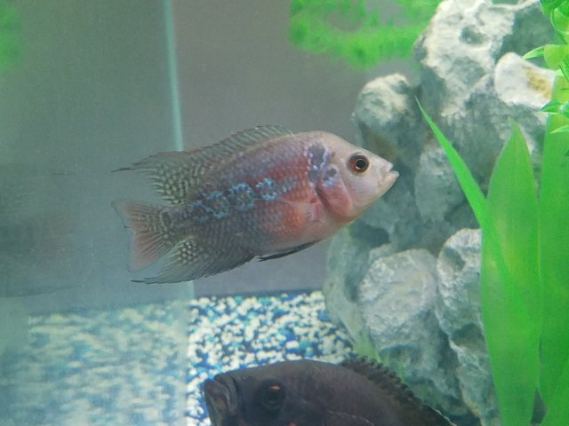 20170816_172800.jpg 20170816_172800.jpg