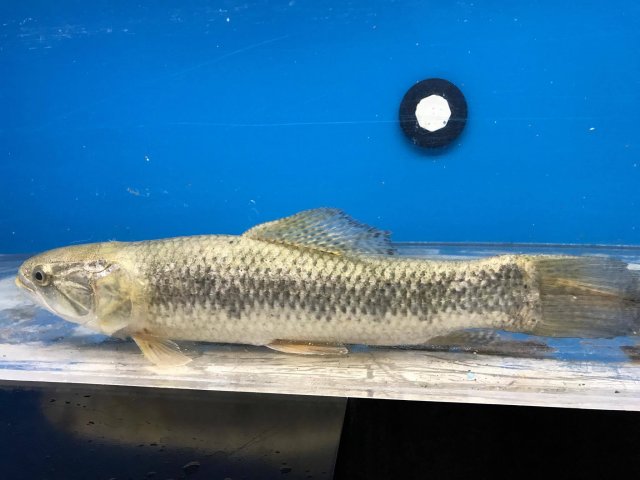 20952290_1411052422314047_1245567344_o.jpg 20952290_1411052422314047_1245567344_o.jpg