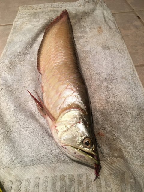 IMG_3607.JPG IMG_3607.JPG