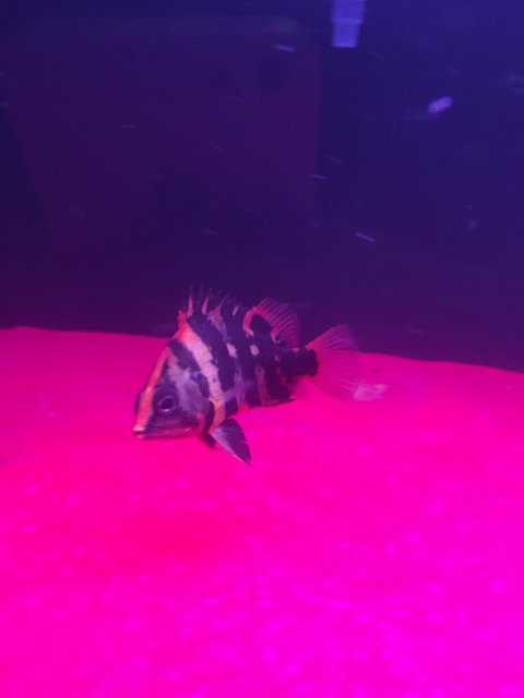IMG_0661.JPG IMG_0661.JPG
