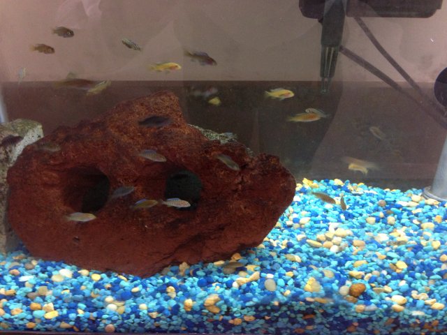 fish 1 (1).JPG