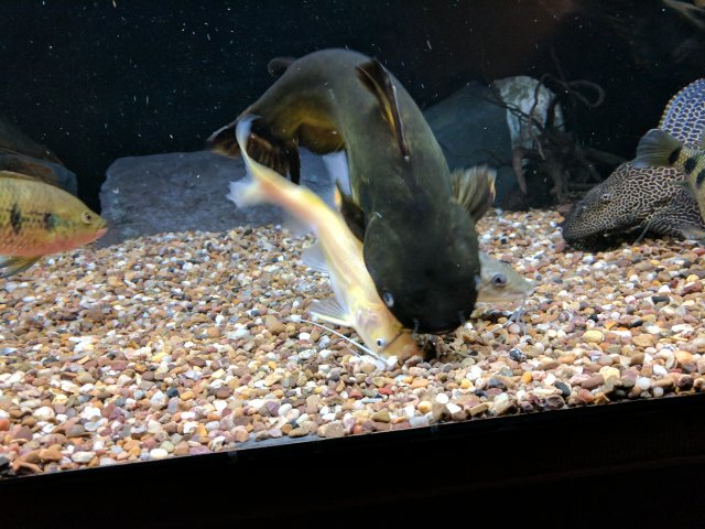 IMG_20170823_200545.jpg