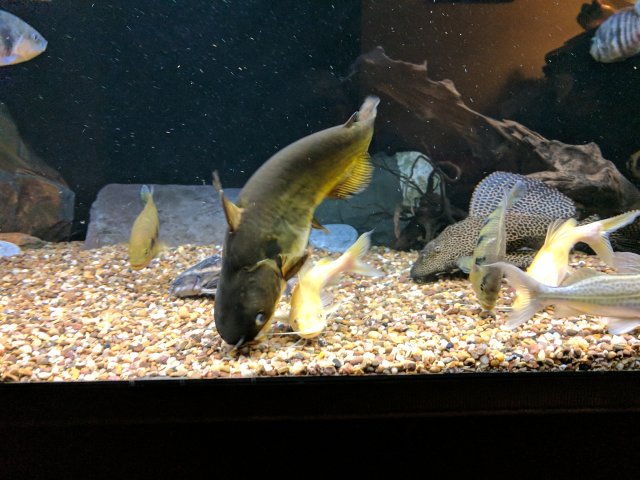 IMG_20170823_200548.jpg