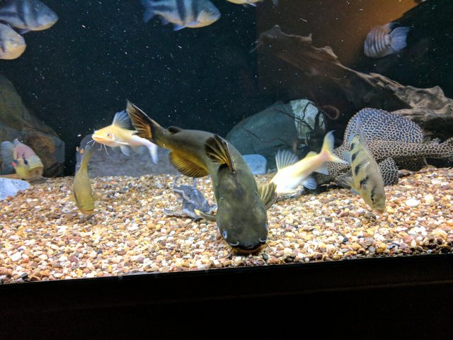 IMG_20170823_200550.jpg