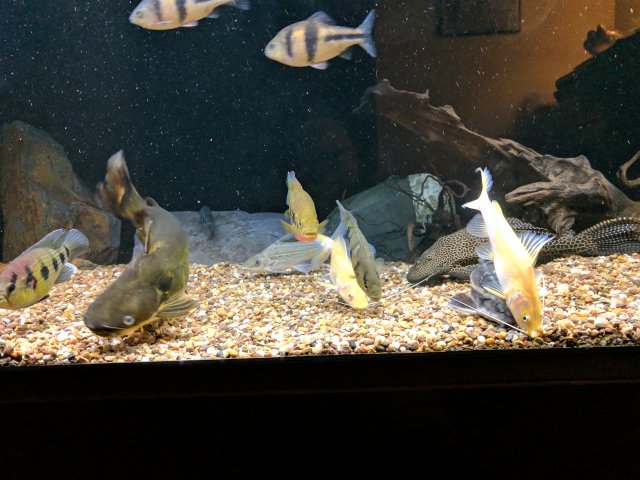 IMG_20170823_200602.jpg