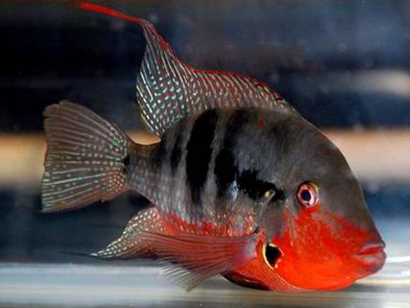 firemouth_cichlid (1).jpg