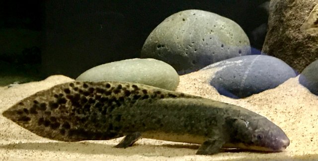 IMG_8585.JPG