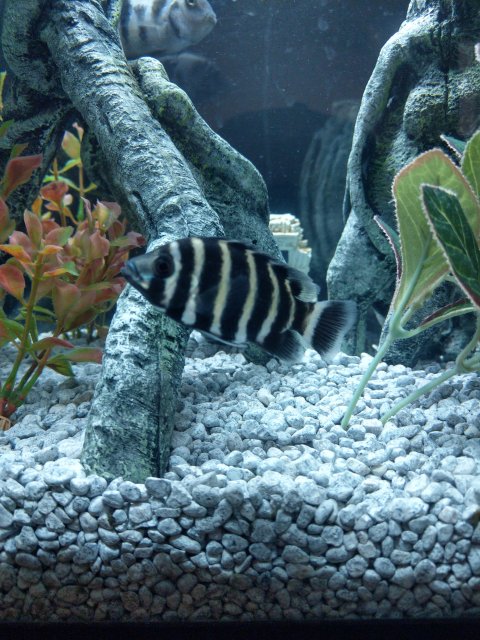 IMAG0045.jpg