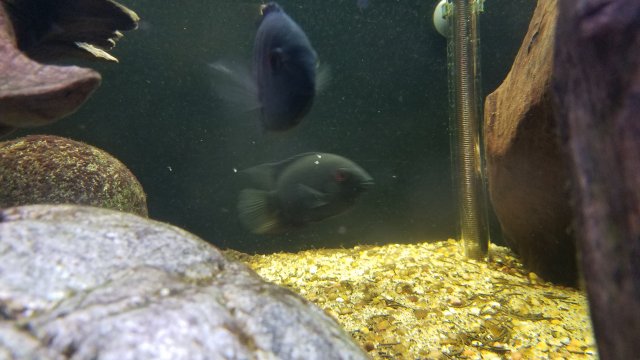 20170826_074804.jpg