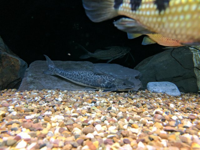 IMG_20170903_175209.jpg