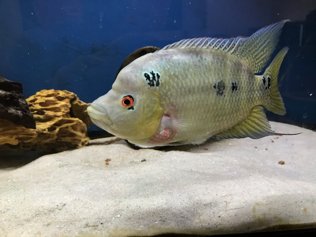 IMG_2354.JPG IMG_2354.JPG