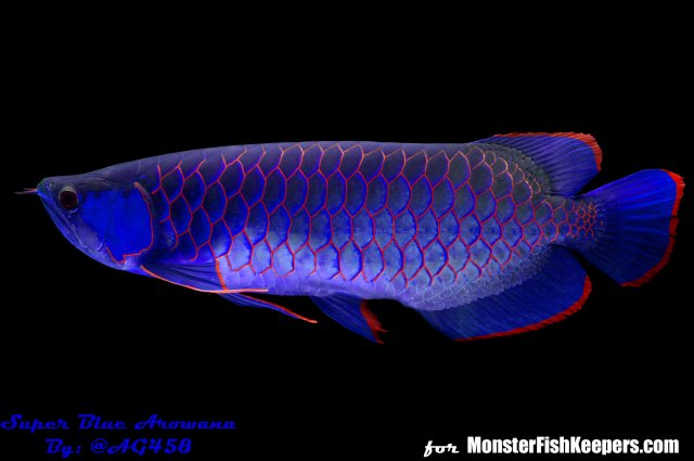  Photoshopped Super Blue Arowana MonsterFishKeepers com