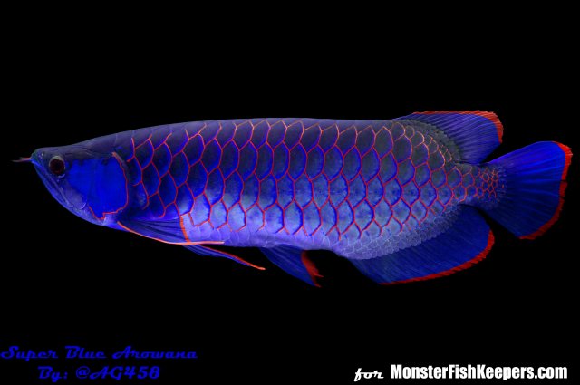  Photoshopped Super Blue  Arowana  MonsterFishKeepers com