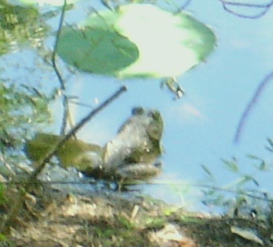 bullfrog.jpg
