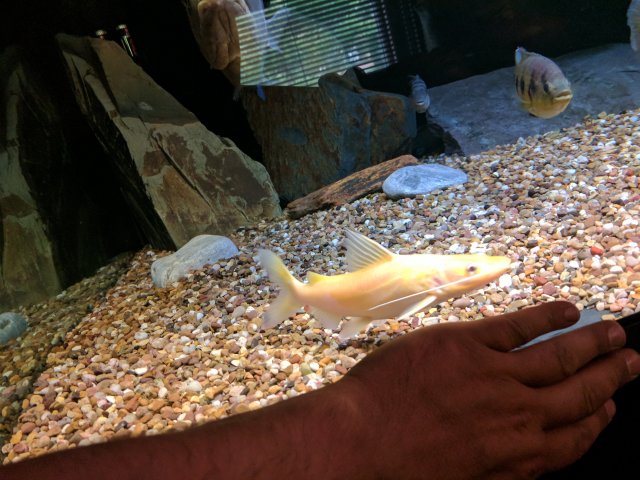 IMG_20170907_172049.jpg