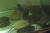 stingrays 026.jpg