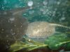 stingrays 011.jpg