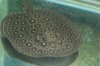 stingrays 036.jpg