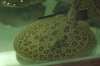 stingrays 029.jpg