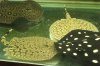 stingrays 037.jpg
