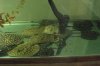 stingrays 048.jpg