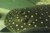stingrays 051.jpg