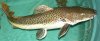 newer fish 2188.jpg
