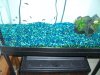 RED TIGER MOTAG FRY.jpg