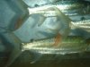 DSC02676.JPG
