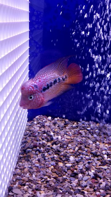 20170826_170436.jpg