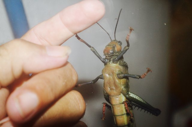 fullsizeoutput_3be.jpeg fullsizeoutput_3be.jpeg