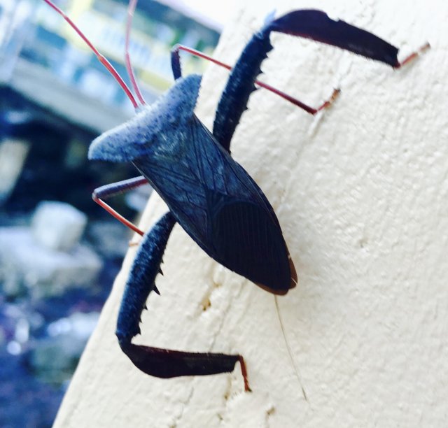 fullsizeoutput_1c1.jpeg fullsizeoutput_1c1.jpeg