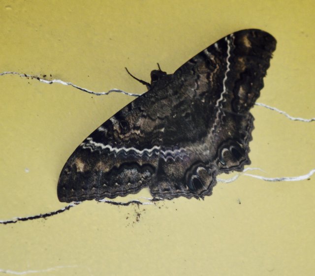 fullsizeoutput_469.jpeg fullsizeoutput_469.jpeg