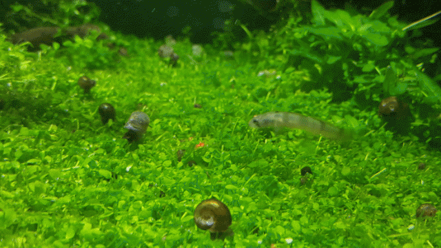 ezgif.com-crop (1).gif