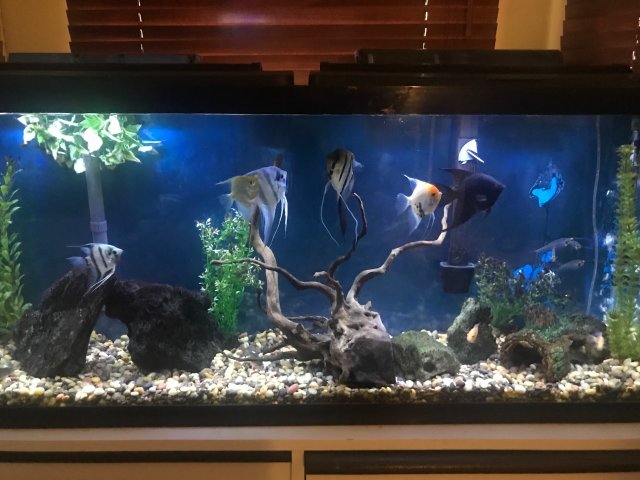angelfish tank decoration