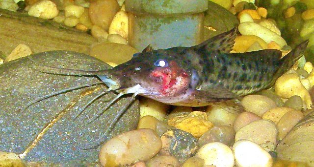 Catfish with flesh/bone disease?